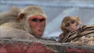 Wildest India 1 of 5 Thar Desert Sacred Sands [upl. by Rolando675]