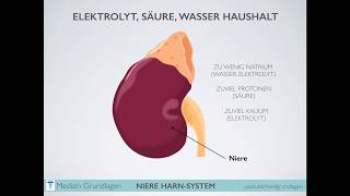 Niere Harn System Medizin Grundlagen Teil 2 [upl. by Landing]