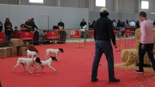 Exhibición de Trabajo  Ratonero Bodeguero Andaluz  IFEPA 2016 [upl. by Albur815]