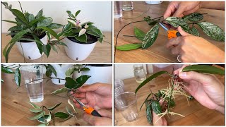 127  Wax Plant Propagation  The EASIEST Way of Propagating Hoya Plants [upl. by Kristel]