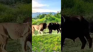 Buffalo Fights Back Intense Lion vs Buffalo Encounter [upl. by Amr]