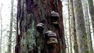 Fomitopsis officinalis the Agarikon [upl. by Vinni886]