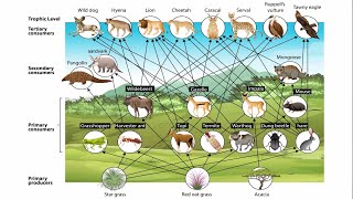 Food Webs and Trophic Cascades [upl. by Zedecrem196]