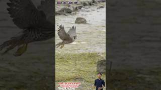 Chim cắt truy đuổi vịt chạy rất nhanh và thoát thân  Falcon chasing duck [upl. by Comfort832]