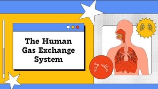 Human gas exchange systemHuman Body respiratory systemEducational short videoScience GkBiology [upl. by Yort978]