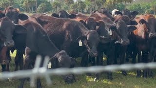 Meet JB Ranch The Immokalee Cattle Drive and Jamborees 2024 honoree [upl. by Nnaycart]