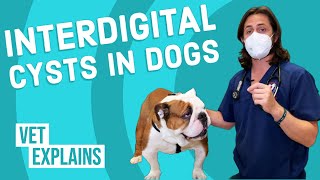 How To Get Rid of a Dog Cyst Naturally [upl. by Davita130]