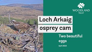 Two beautiful eggs  Loch Arkaig Osprey Cam highlights [upl. by Nryhtak]