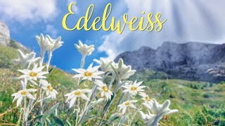 The Sound of Music  Edelweiss Lyrics [upl. by Nraa]