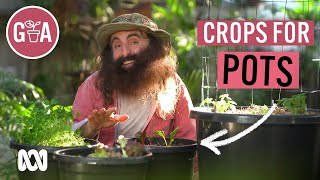 Vegie Crops That Thrive in Pots  Growing Fruit and Veggies  Gardening Australia [upl. by Akinas]