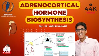 Adrenocortical Hormone Biosynthesis [upl. by Alistair]