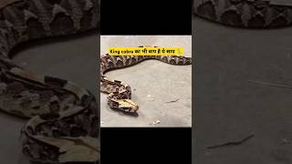 King cobra का भी बाप है ये साप 🐍😮facts ytshorts viralvideo trending new kingcobra snake [upl. by Auqemahs]