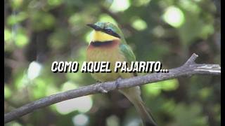 El Pajarito Letra  Francisco Orantes [upl. by Eireva81]