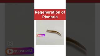 regeneration of planaria real life  how do organisms reproduce class 10 biology learn class10 [upl. by Asilav]