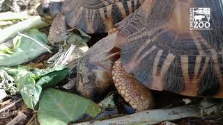 Radiated Tortoise and World Turtle Day  Cincinnati Zoo [upl. by Are]