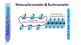 Heterochromatin amp Euchromatin  Molecular Basis of Inheritance  Biology Class 12NEET [upl. by Arola]