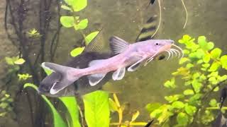 Hemiarius stormii Catfish Quickly Becoming a Favorite [upl. by Silra164]