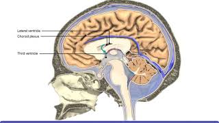 Detailed Animation on Circulation of CSF [upl. by Scotney]