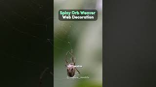 Spiny Orb Weaver Web Decoration [upl. by Arbmat]