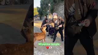 Miyajima temple naturelover Japan [upl. by Dorthea]