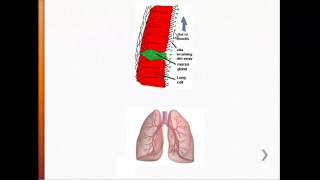 USMLE  Immunology  The Lungs Respiratory Airways amp Alveolar Macrophages [upl. by Silden398]