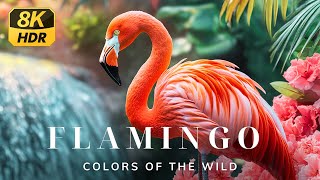 8K HDR  Beautiful Flamingo  Colorful Wildlife  Nature Sound [upl. by Hoo877]