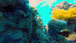 Snorkeling  Freediving in the Red Sea  Eilat Israel [upl. by Steady]