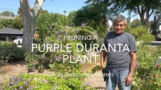 Pruning a Purple Duranta Plant Vargas Landscaping Presents [upl. by Annatsirhc]