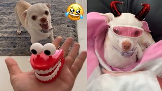 🔥The most Angry and Funny Chihuahua Compilation 2😡 Of TikTok [upl. by Rosella]