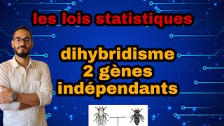 dihybridisme létude de la transmission des deux caractères 2 gène indépendants 2 bac svt et pc [upl. by Yhtrod]