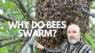 Why do beehives swarm [upl. by Engedus315]