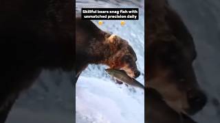 Skillful Bears Snagging Fish with Unmatched Precision Daily🐻shorts short shortvideo bears fish [upl. by Htebzil]