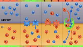 What Is the Difference between Graded Potential and Action Potential [upl. by Yslek]