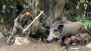 Breathtaking Explore the Wild Boar Territory and the Wild Boar Trap Scene Full Video [upl. by Gracye]