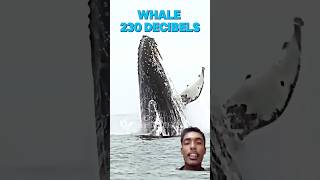 340 Decibels Whale whale lion decibel sound shorts [upl. by Damales]