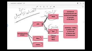 Connective tissue lecture 2  Connective tissue cells [upl. by Selokcin]