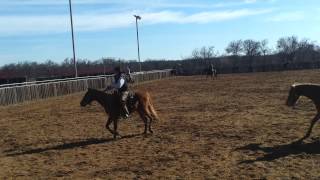 Last day of quotColt starting clinic quot at Chris Cox Ranch Texas 2014 [upl. by Aaron796]