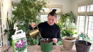 🌸 How to Plant Bareroot perennials 🌸 [upl. by Nagy]