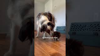 Dog Becomes Mama To A Litter Of Tiny Rescue Kittens  The Dodo [upl. by Abdul513]