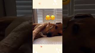 cat dog dogs cut cute love lovecats lovedogs funny virla viralvideo foryou foryoupage [upl. by Ainex]