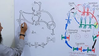 How to draw life cycle of Rhizopus  How to draw life cycle of Zygomycota [upl. by Alla949]