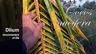 Coconut palm Cocos nucifera  part 1 [upl. by Remus]