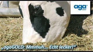 Über 1300 € mehr Milchgeld durch wertvolle Maissilage  Maissilage für Kühe Biogas  Schwein  CCM [upl. by Cul872]