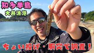 知多半島釣り 春の大井漁港をちょい投げ・胴突仕掛けで調査してきたぜ！ [upl. by Olinde]