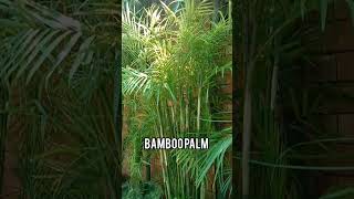 Bamboo Palm [upl. by Jurdi302]