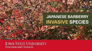 Japanese Barberry Invasive Species [upl. by Hahnke]