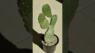 Opuntia consolea Kaktus [upl. by Rahman]