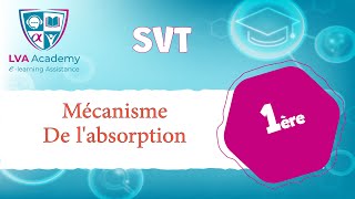 ✅ Science  Mécanisme de labsorption  1ère année [upl. by Tapes]