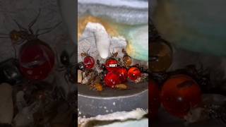 Why these ants bellies are big shorts facts amazingfacts viralshorts viral [upl. by Akialam37]