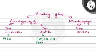 The hormones of neurohypophysis are formed in P 1 Pars nervosa 2 Pars distalis  3 Supra [upl. by Paschasia101]